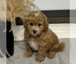 Bichpoo Puppy for sale in ARTHUR, IL, USA