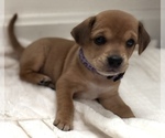 Puppy Sweetie Beagle-Shiba Inu Mix