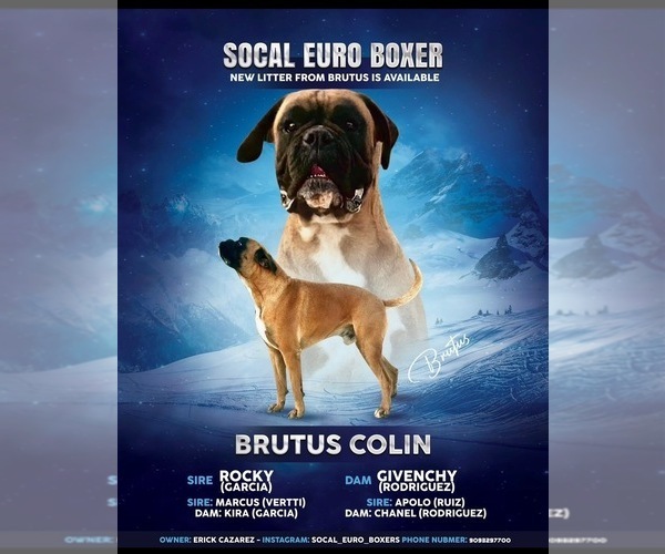 Medium Photo #1 Boxer Puppy For Sale in ONTARIO, CA, USA