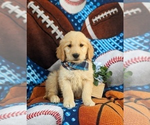 Golden Retriever Puppy for Sale in NEW PROVIDENCE, Pennsylvania USA