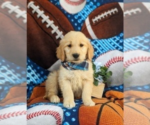 Golden Retriever Puppy for sale in NEW PROVIDENCE, PA, USA