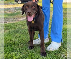 Sampson - Male Labrador Retriever-Unknown Mix Dog for Adoption - Photo #2