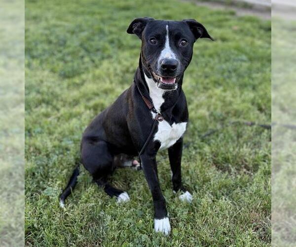 Medium Photo #1 Mutt Puppy For Sale in Modesto, CA, USA