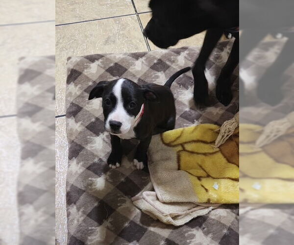 Medium Photo #2 American Pit Bull Terrier-Labrador Retriever Mix Puppy For Sale in Brewster, NY, USA