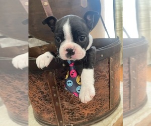 Boston Terrier Puppy for sale in MONTVILLE, OH, USA