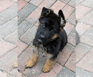 German Shepherd Dog Puppy for sale in NEWVILLE, PA, USA