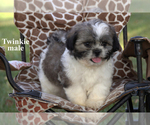 Image preview for Ad Listing. Nickname: Litter of 4