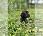 Small #32 German Shorthaired Pointer