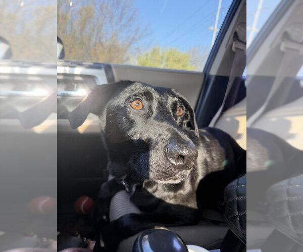 Medium Photo #2 Labrador Retriever-Unknown Mix Puppy For Sale in Boston, MA, USA
