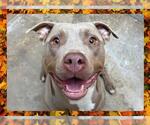 Small #1 American Pit Bull Terrier