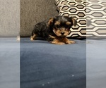 Small #5 Yorkshire Terrier