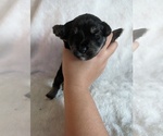 Puppy Grey Schnauzer (Miniature)