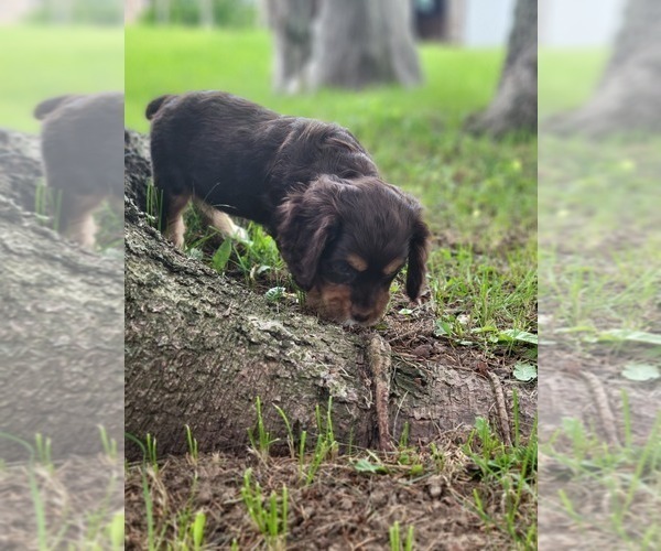 Medium Photo #4 Cocker Spaniel Puppy For Sale in WITHEE, WI, USA