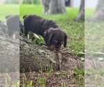 Small #3 Cocker Spaniel