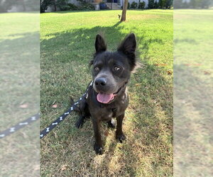 Chow Chow-Unknown Mix Dogs for adoption in Oklahoma City, OK, USA