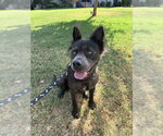 DOOGIE CHOWZER - Male Chow Chow-Unknown Mix Dog for Adoption - Small photo