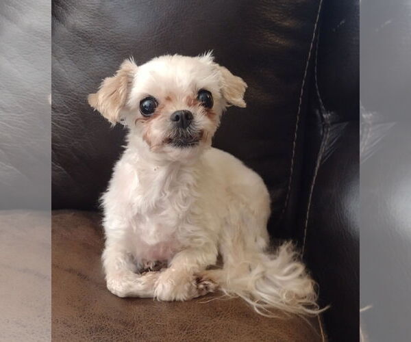 Medium Photo #3 Maltese-Unknown Mix Puppy For Sale in Sioux Falls, SD, USA