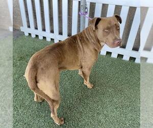Medium Labrador Retriever Mix