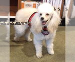 Small #3 Poodle (Miniature)