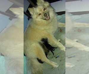 Mother of the Pomsky puppies born on 10/15/2020
