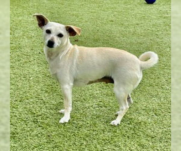 Medium Photo #3 Chihuahua-Unknown Mix Puppy For Sale in Canton, CT, USA