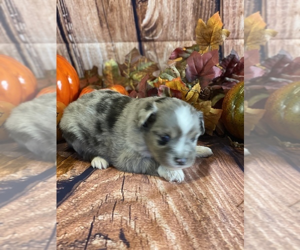 Medium Photo #1 Miniature Australian Shepherd Puppy For Sale in LA SALLE, CO, USA