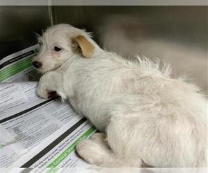 Cairn Terrier-Unknown Mix Dogs for adoption in Visalia, CA, USA