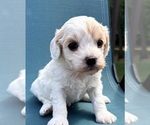 Puppy Puppy 4 Cavapoo (Miniature)