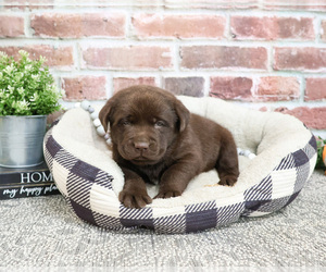 Labrador Retriever Puppy for sale in SYRACUSE, IN, USA