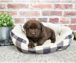 Image preview for Ad Listing. Nickname: Parker