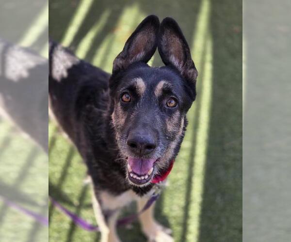 Medium Photo #1 German Shepherd Dog-Unknown Mix Puppy For Sale in Las Vegas, NV, USA