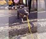Small #5 American Bully