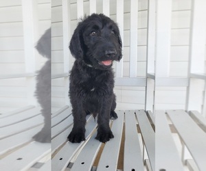 Labradoodle Puppy for sale in MONTROSS, VA, USA
