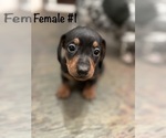 Small #5 Dachshund