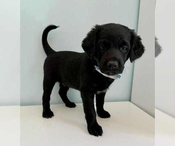 Medium Photo #2 Aussiedoodle-Labradoodle Mix Puppy For Sale in BRYANTOWN, MD, USA