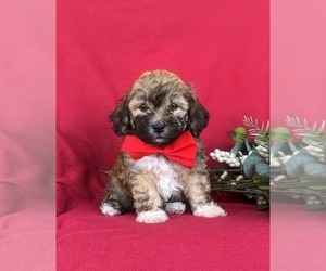 Havanese Puppy for sale in BIRD IN HAND, PA, USA