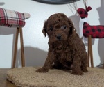 Small Photo #23 Poodle (Miniature) Puppy For Sale in GOSHEN, IN, USA
