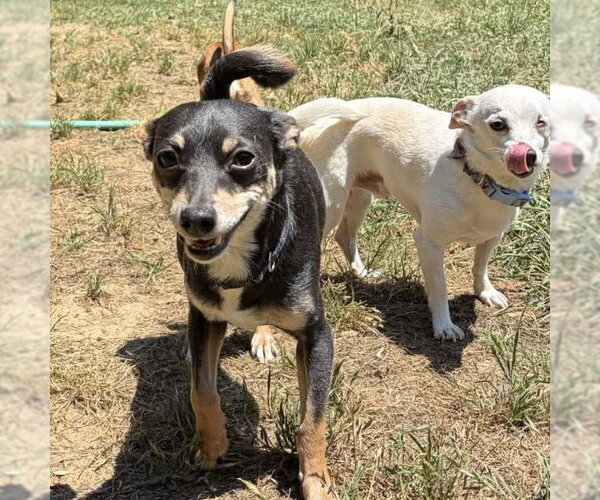 Medium Photo #2 Chihuahua-Unknown Mix Puppy For Sale in Spring Lake, NC, USA