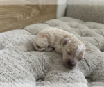 Small #1 Bichpoo