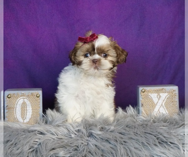 Medium Photo #4 Shih Tzu Puppy For Sale in WARSAW, IN, USA