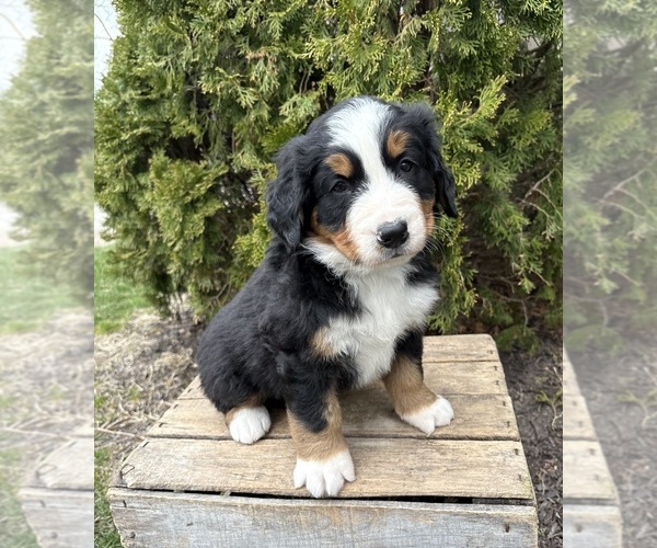 Medium Photo #2 Bernese Mountain Dog Puppy For Sale in MIDDLEBURY, IN, USA