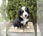 Small #1 Bernese Mountain Dog