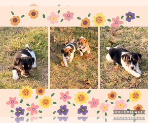 Jack Russell Terrier Litter for sale in FREEMAN, MO, USA