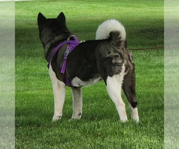 Full screen Photo #1 Akita Puppy For Sale in LAKEBAY, WA, USA