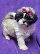 Small Photo #18 Lhasa Apso Puppy For Sale in BUFFALO, MO, USA
