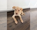 Small #3 Labrador Retriever Mix