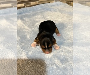 Yorkshire Terrier Puppy for sale in NORMANGEE, TX, USA
