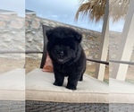 Small Photo #5 Chow Chow Puppy For Sale in EL PASO, TX, USA