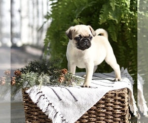Medium Pug