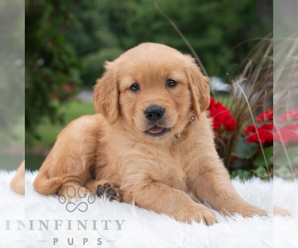 Medium Photo #1 Golden Retriever Puppy For Sale in NEWPORT, PA, USA